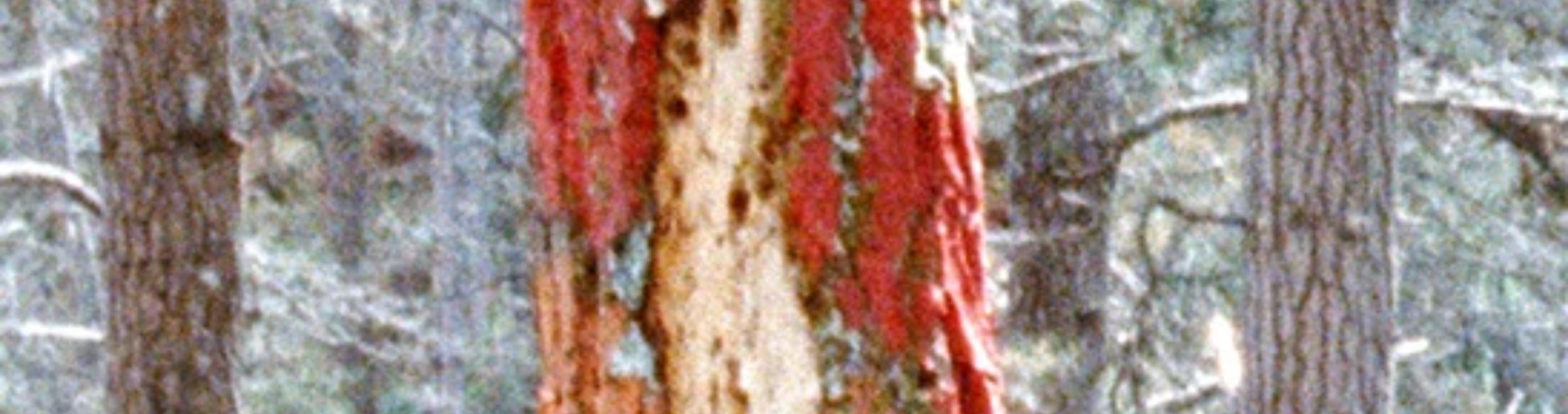 2026110526-el tercer paisaje-exposicion